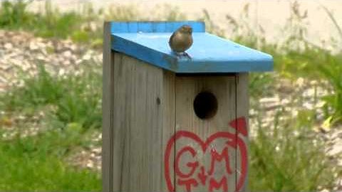 House Wren Claiming Nest Box