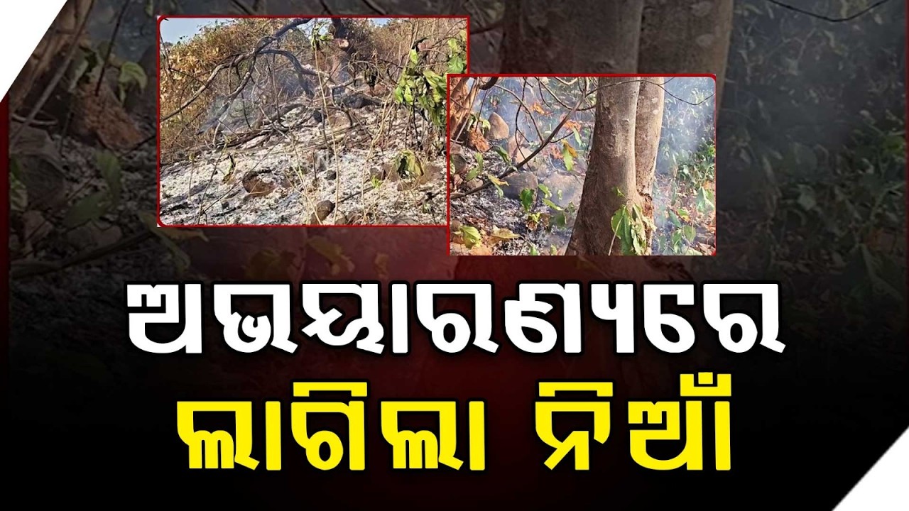 Forest Fire in Kuldiha Wildlife Sanctuary Threatens Trees and Wildlife in Odisha | Argus News