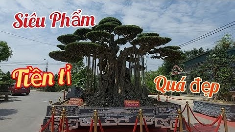 Mời các bác cùng ngắm Siêu Phẩm cây Cảnh tại Hội Chợ Cây diễn ra tại Thái Bình / Nhà vườn Phong Sơn