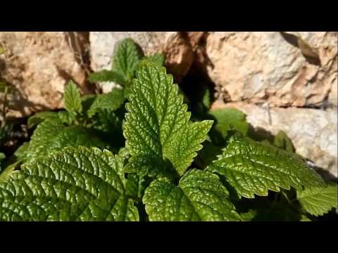 Video: Melisa Officinalis