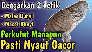 Perkutut Lokal Gacor OBAT MALAS Perkutut Lokal Manapun, suara Perkutut ajak Perkutut Lokal Gacor