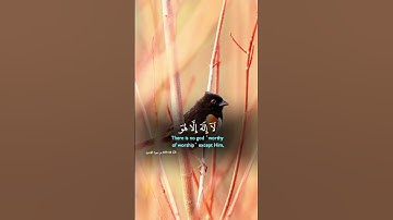الا بذكر الله تطمئن القلوب 💚 @قرآن @quran @قران كريم @الا بذكر الله تطمئن ا HD