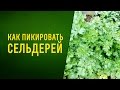 Как пикировать сельдерей How to dive celery