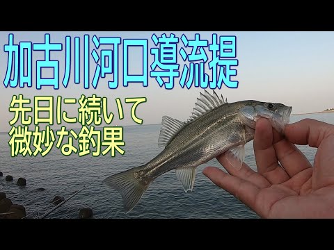 加古川河口導流提 釣行日記 2021年9月23日