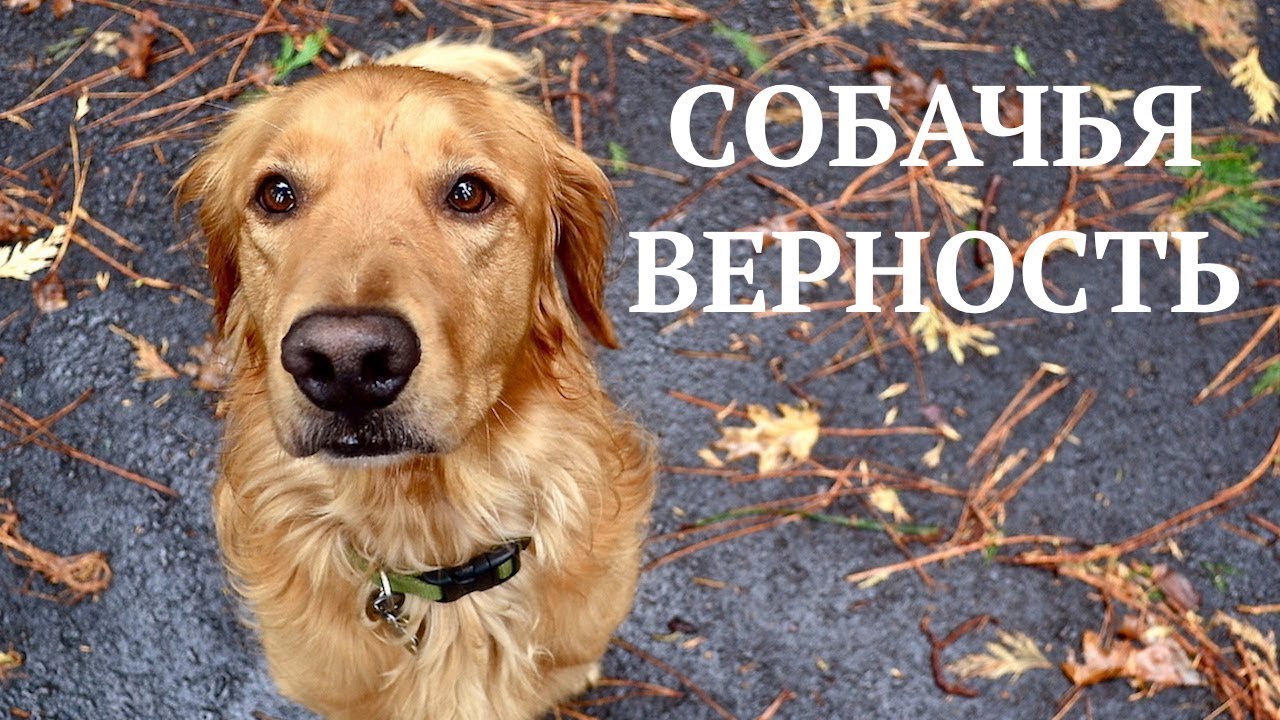 Картинки спасибо собаки