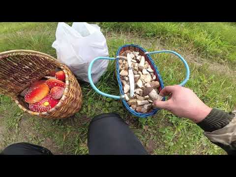Шляпки красного мухомора