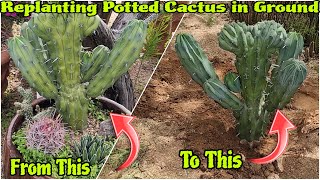 Replant Cactus With Me - Easy Tips For Spiky Plants 🌵