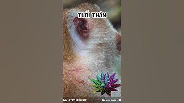 Giữa tháng 2/2023 "chuột sa hũ nếp", 3 tuổi tiền vào như nước (Phần 3) | Tử vi 12 con giáp