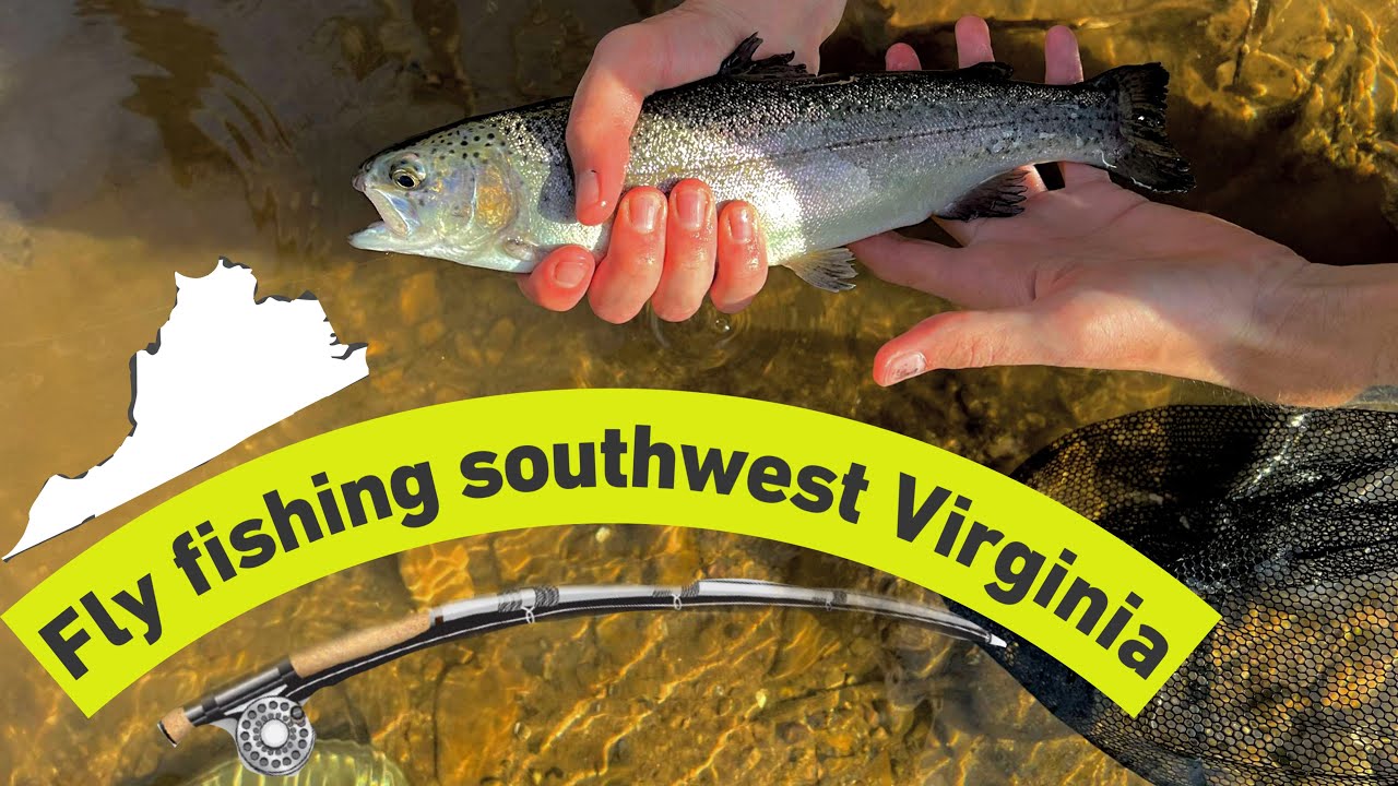 Fly fishing trout in southwest Virginia