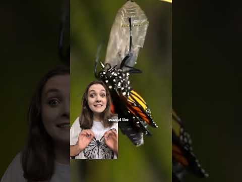 How Monarchs Migrate 3 000 Miles 