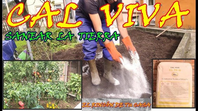 Reacción exotérmica de la cal viva con agua.