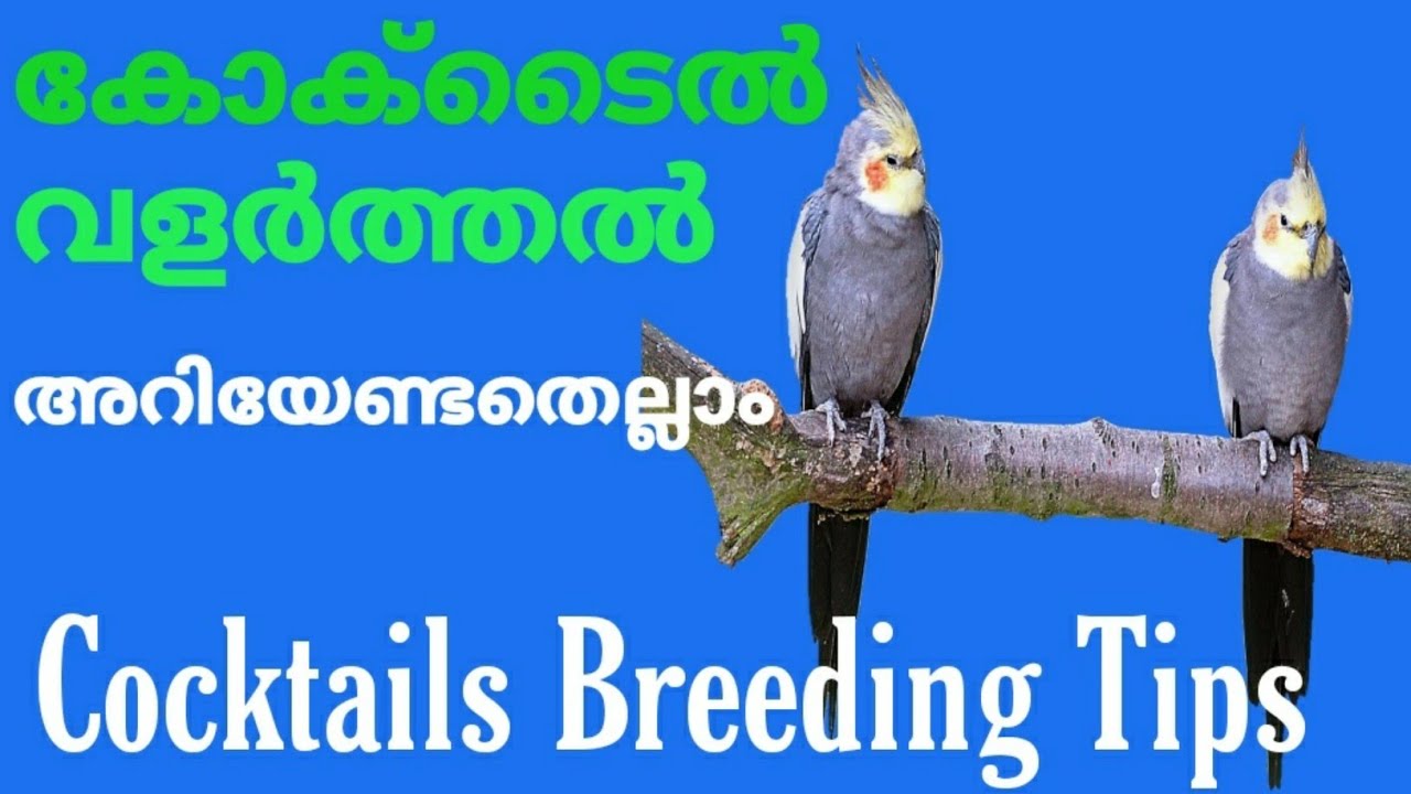 cockatiel breeding tips malayalamhow to breed cockatielexotics birds