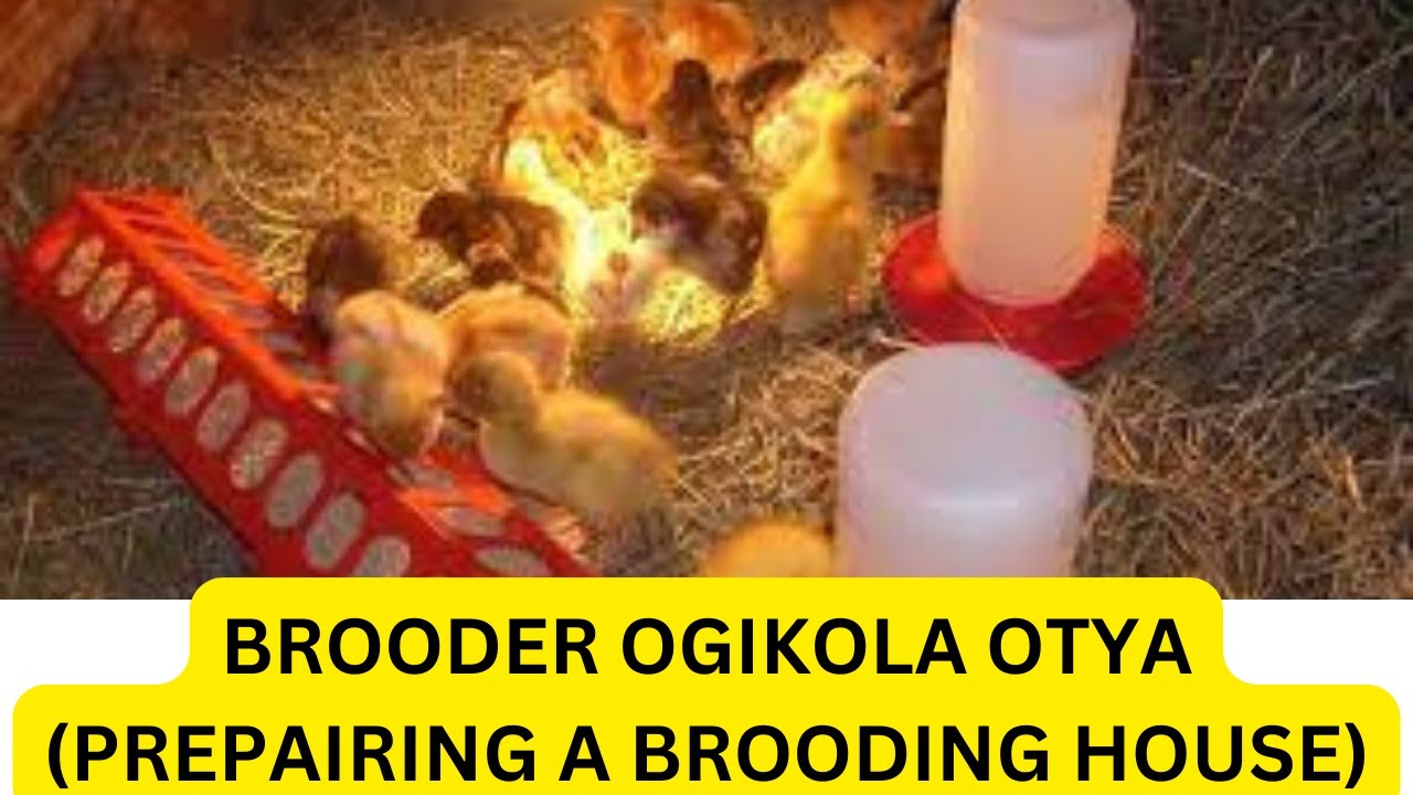 BROODER Y'ENKOKO, OGIKOLA OTYA? ,BIKI EBYETAGISA? (HOW TO MAKE A BROODING HOUSE)