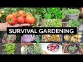 Survival Gardening - Top 5 Vegetables to grow in your garden in an apocalypse or crisis