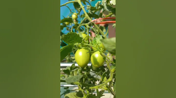 five tips to get more fruits from pot grown tomatoes