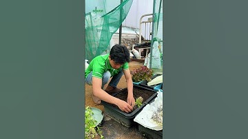 Hướng Dẫn Trồng Húng Quế Từ Cành Đơn Giản Dễ Làm #vuonsanthuong #trongrausachtainha  #sfarm