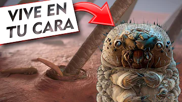 ¿Los ácaros Demodex se aparean en tu cara?