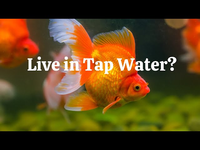 Can Goldfish Live In Tap Water? - How To Treat Tap Water For Chlorine? -  Youtube