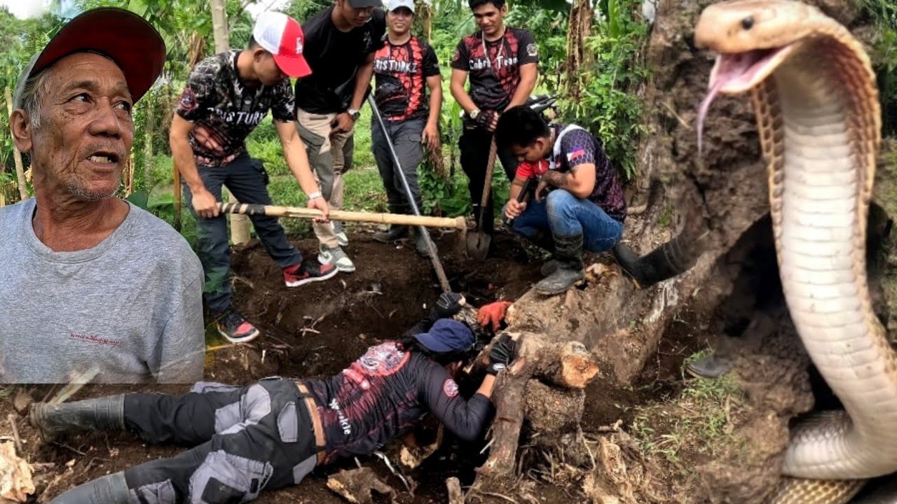 MARAMING COBRA ANG NAGLUNGGA SA NAKATUMBANG PUNO #cobraking #cobraprince #tolcobra #rescue