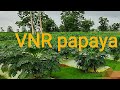 #VNR#PAPAYA#NEW# varaety#अमीना#/रेड लेडी को भूल जाओ@SUCCESS FARMING उन्नत खेती