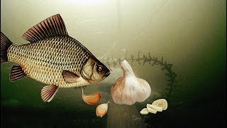 КАРАСЬ НА ГОЛЫЙ ЧЕСНОК В СЕНТЯБРЕ, ВИДЕО С КАМЕРЫ, ПОДВОДНАЯ СЪЕМКА, РЕАКЦИЯ РЫБЫ, РЫБАЛКА 2019