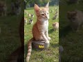 Mel em uma paisagem maravilhosa! #music #gatosfofos