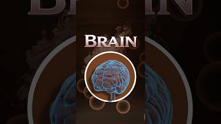 Your brain is your most powerful drug 💊🧠. Learn how it works.#Brain #PharmacyLife #LearnPharma