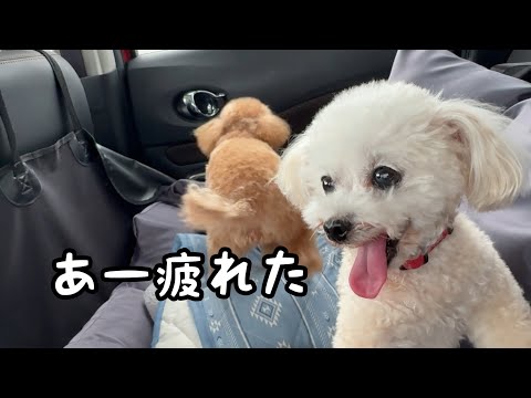 お出かけだと思ったら健康診断だったトイプードル