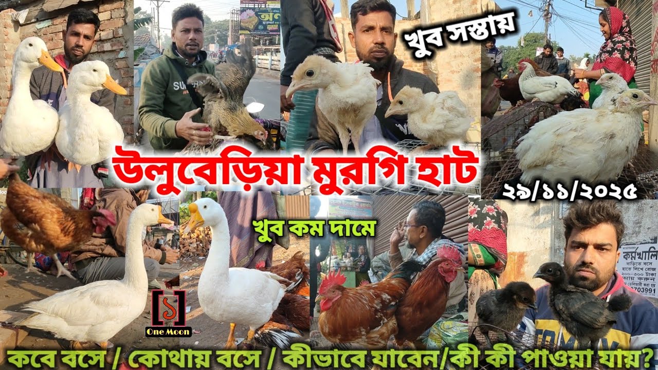 উলুবেড়িয়া মুরগি হাট | Cheapest Pet Market In Kolkata | Uluberia Murgi Market @OneMoon1 