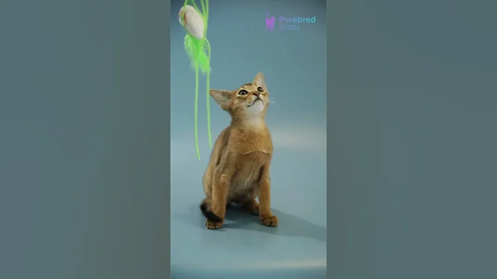 Video 9920171: adorable abyssinian kitten, purebred kittens, eyes kitten, exotic