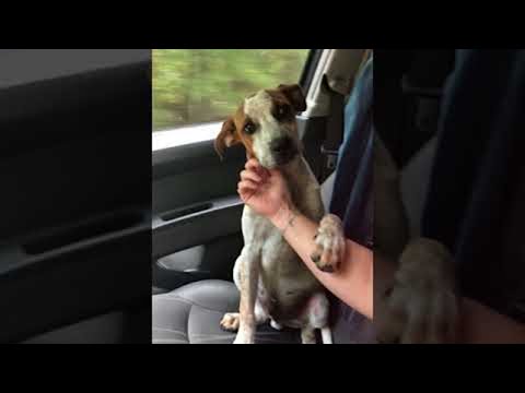 Dog Shows Gratitude After Being Rescued || ViralHog