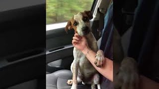 感動の動画 自分を保護してくれた女性に対する犬の行動が感動的で愛を感じる Fundo 感動の動画 自分を保護してくれた女性に対する犬の行動が感動的で愛を感じる Fundo
