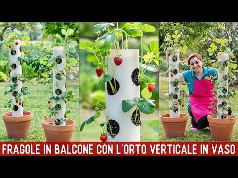 Video: Coltivazione verticale di fragole in casa