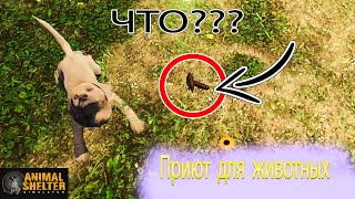 Питомец не удержался и навалил прям тут ➨Приют для животных игра ➨Animal Shelter #2