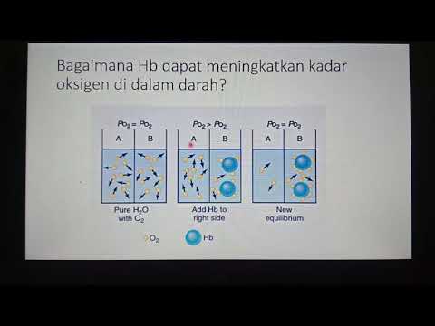 Pertukaran gas antara sistem respirasi dan darah, dan darah dengan jaringan