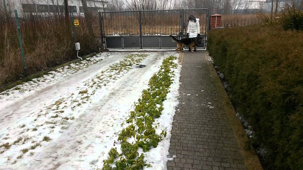 Shrek pies - Zima 2014 - Gniezno