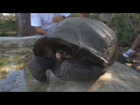 Hallan tortuga gigante en Galápagos que se creía extinta