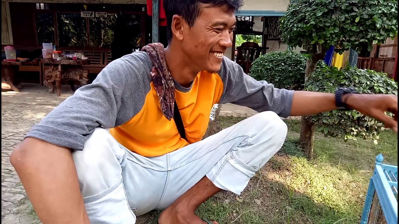 Masteran Burung Tekukur atau deruk 