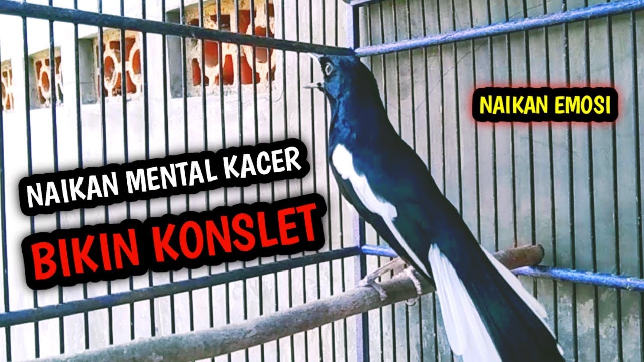 NAIKAN MENTAL KACER ANDA DENGAR INI PASTI NYAUT KONSLET !! PANCINGAN KACER GACOR PASTI NYAUT AMPUH.