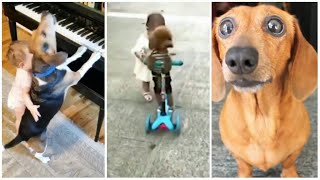 كلاب مضحكة جدا- أفضل فيديو مضحك عن الكلاب 😂| اتحداك ان لا تضحك 2019