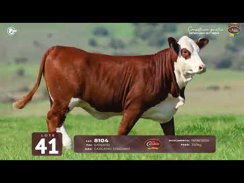 LOTE 41 - TAT 8104 F Braford