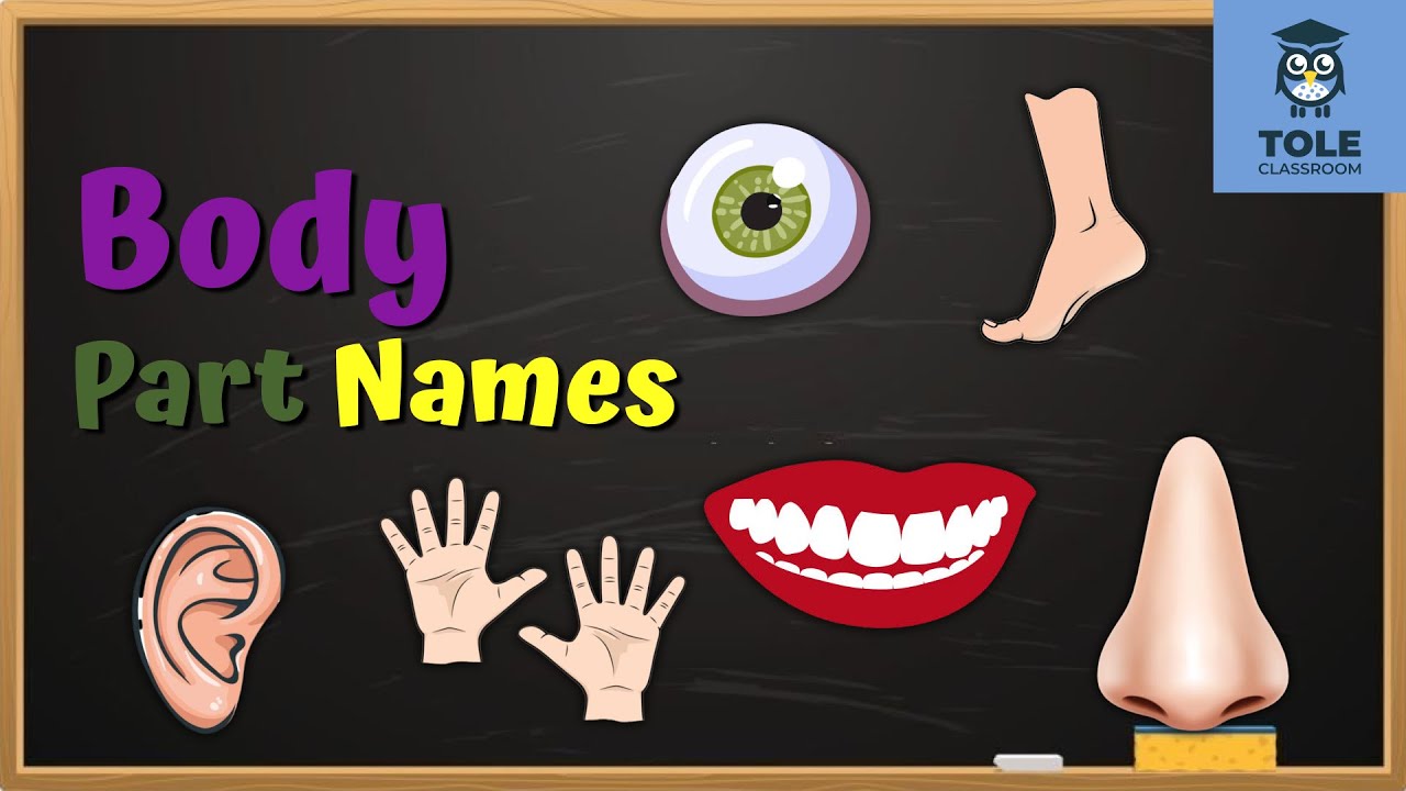 Body Part Names Easy & Fun English Learning Flashcard Tole Classroom YouTube
