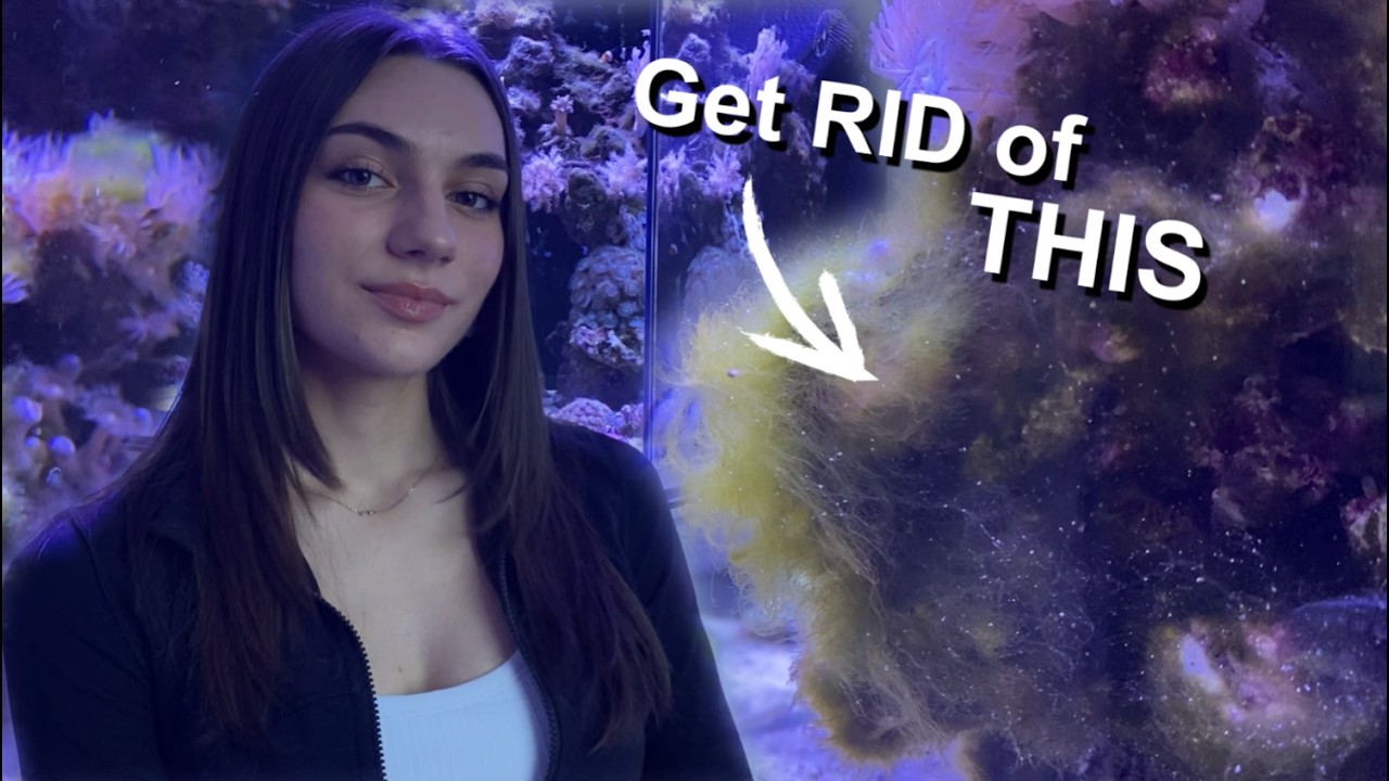 TOP 8 Ways to Remove Algae in a Reef Aquarium
