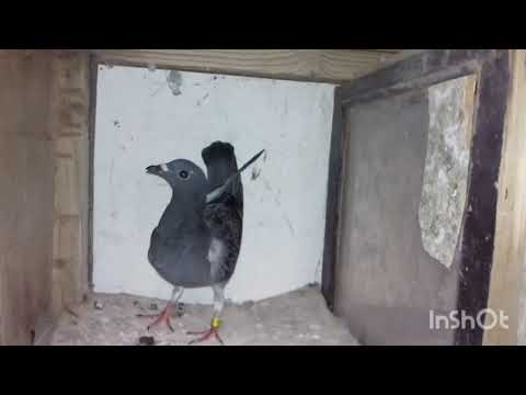 حمامة غابت اسبوع رجعت مضروبة ومكرفصة        