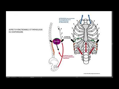 Vidéo: Diaphragme: Anatomie, Fonction, Diagramme, Conditions Et Symptômes