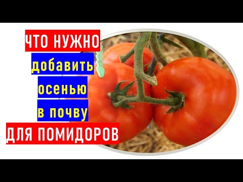 Cosa dovresti aggiungere ai pomodori in autunno per un grande raccolto l&rsquo;anno prossimo?