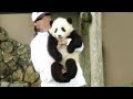 飼育員さんに反応して起きて、抱っこされて帰っていく姿が可愛すぎる結浜♪ Very very cute panda baby Yuihin♪ Return to home...