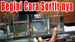 Harvest and Sort Hundreds of Full Red Albino Guppy Fish