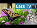 Cat tv for bored cats to watch  natures wonders  f1080p