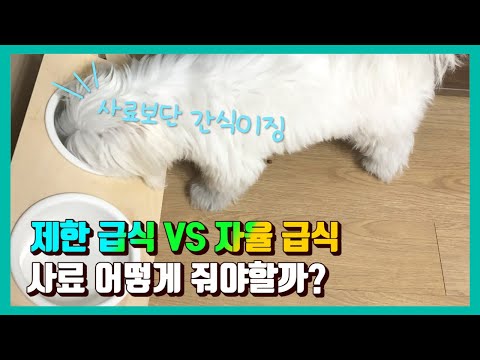 강아지 사료 어떻게 줘야할까? 제한급식 자율급식